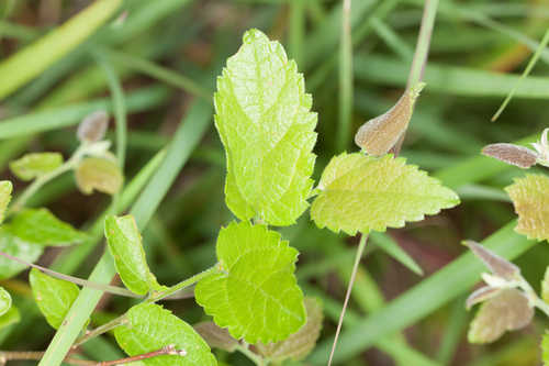 Celtis pumila #4